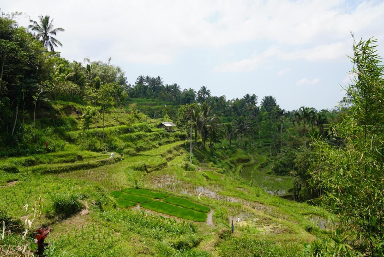Tetebatu Indah Homestay Exterior photo